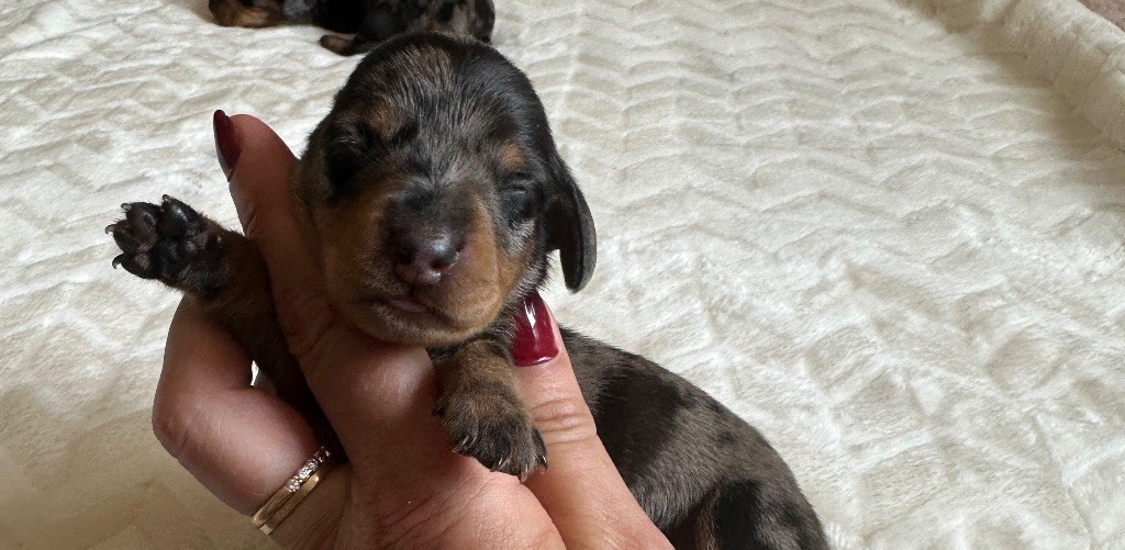 Di Casa Borgo - Chiots disponibles - Teckel poil ras