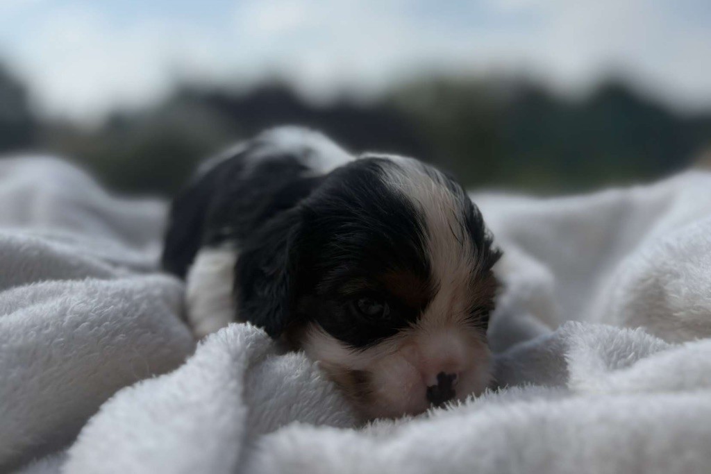 Di Casa Borgo - Chiots disponibles - Cavalier King Charles Spaniel