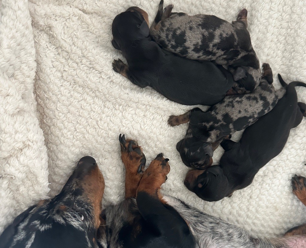 Di Casa Borgo - Chiots disponibles - Teckel poil ras