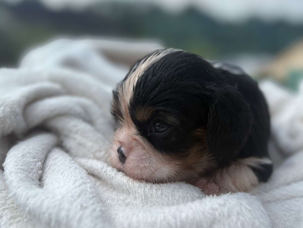 Di Casa Borgo - Chiots disponibles - Cavalier King Charles Spaniel