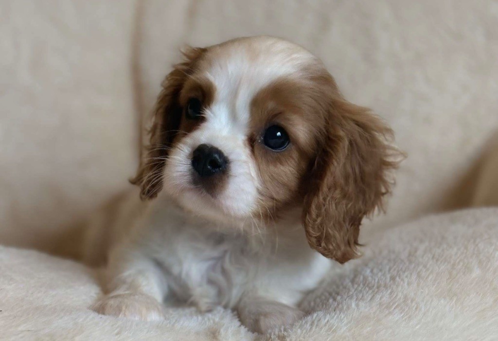 Di Casa Borgo - Chiots disponibles - Cavalier King Charles Spaniel