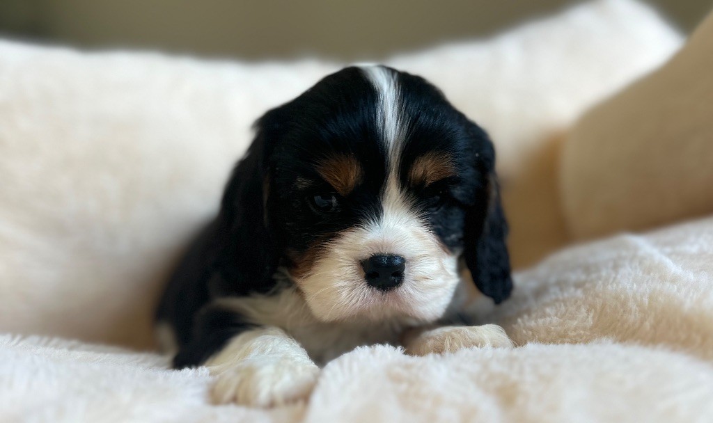 Di Casa Borgo - Chiots disponibles - Cavalier King Charles Spaniel