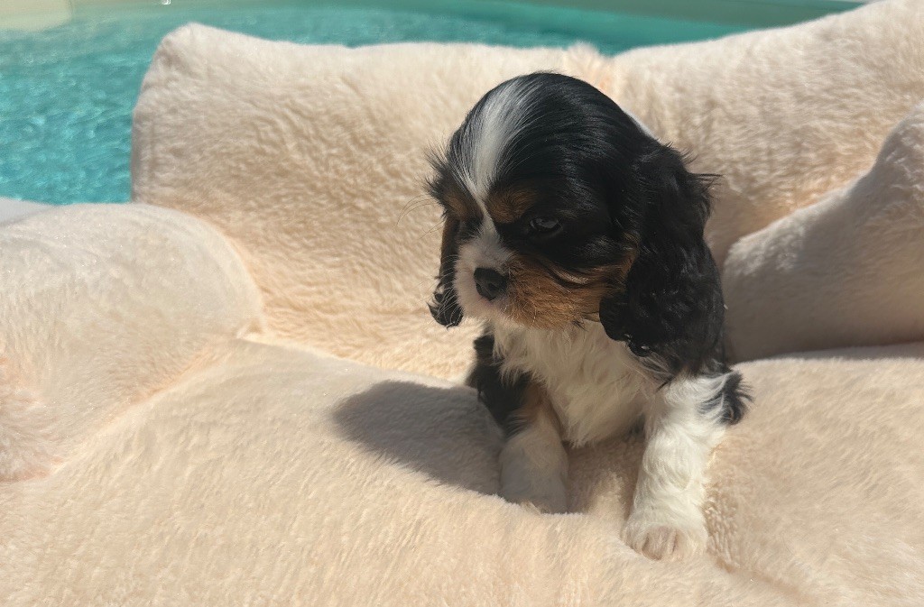 Di Casa Borgo - Chiots disponibles - Cavalier King Charles Spaniel