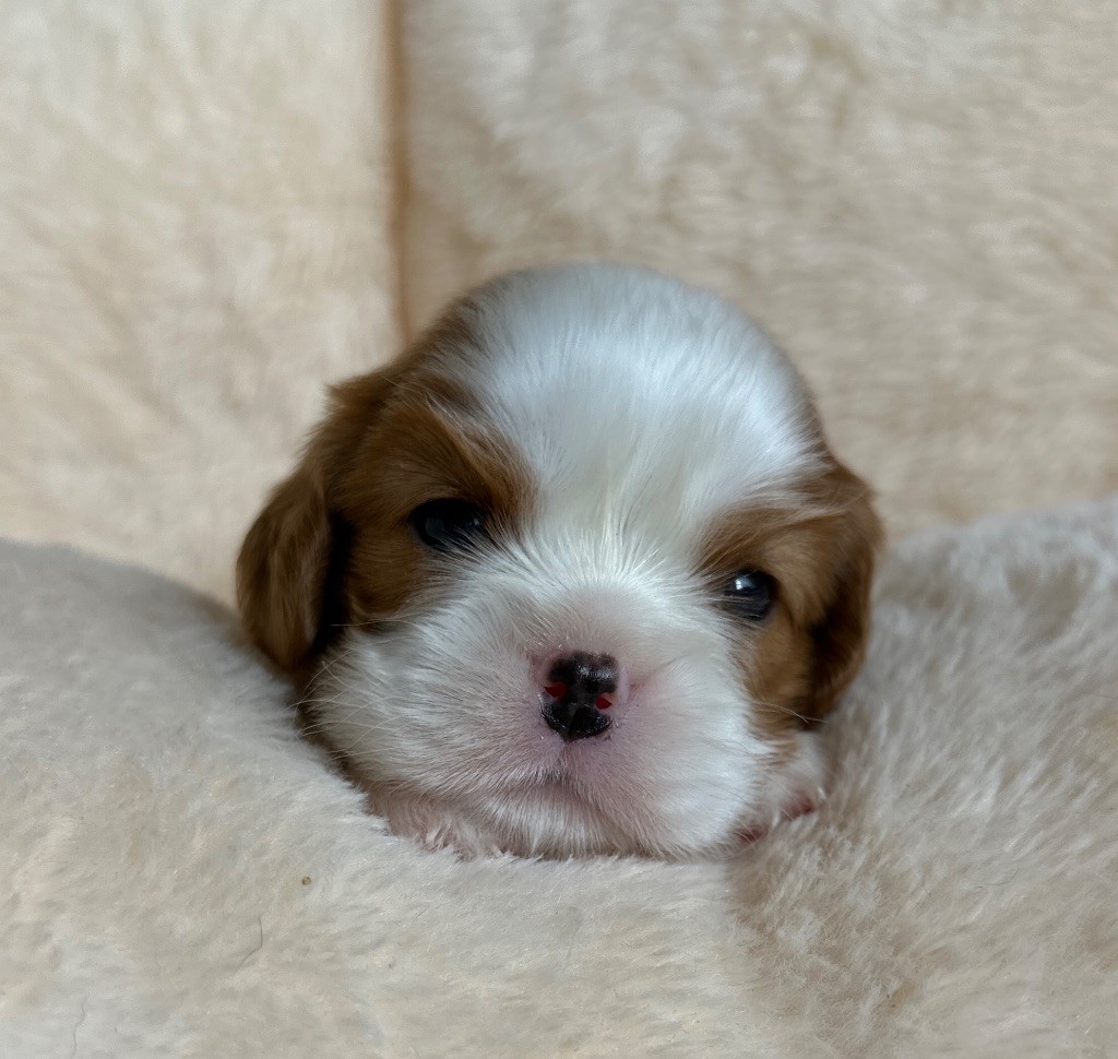 Di Casa Borgo - Chiots disponibles - Cavalier King Charles Spaniel