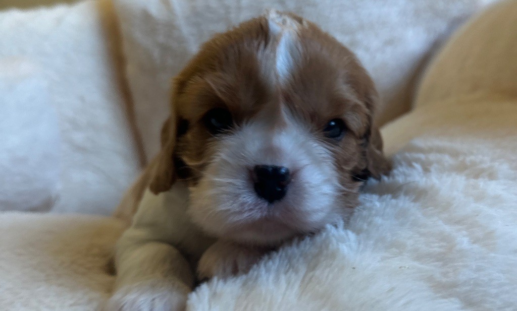 Di Casa Borgo - Chiots disponibles - Cavalier King Charles Spaniel