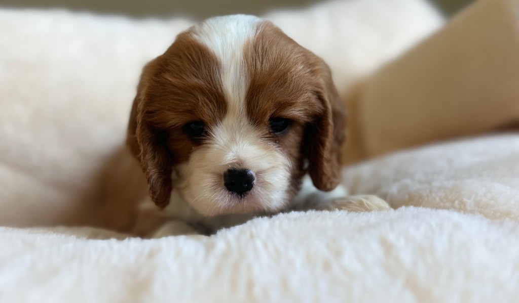 Di Casa Borgo - Chiots disponibles - Cavalier King Charles Spaniel