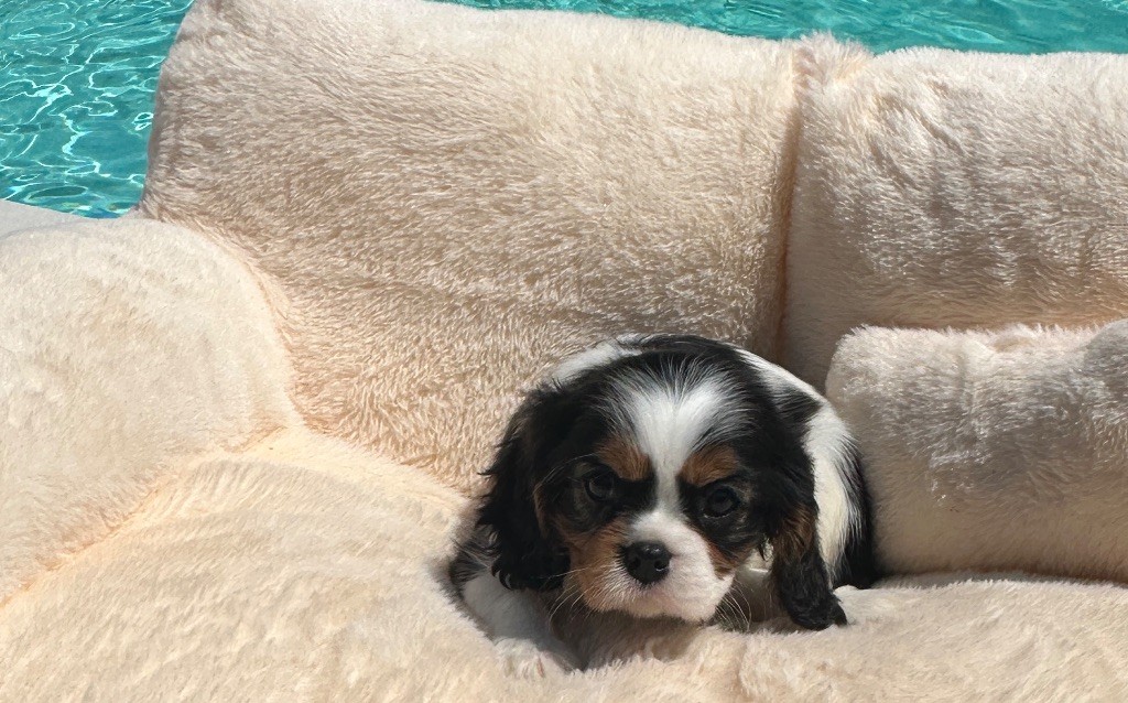 Di Casa Borgo - Chiots disponibles - Cavalier King Charles Spaniel