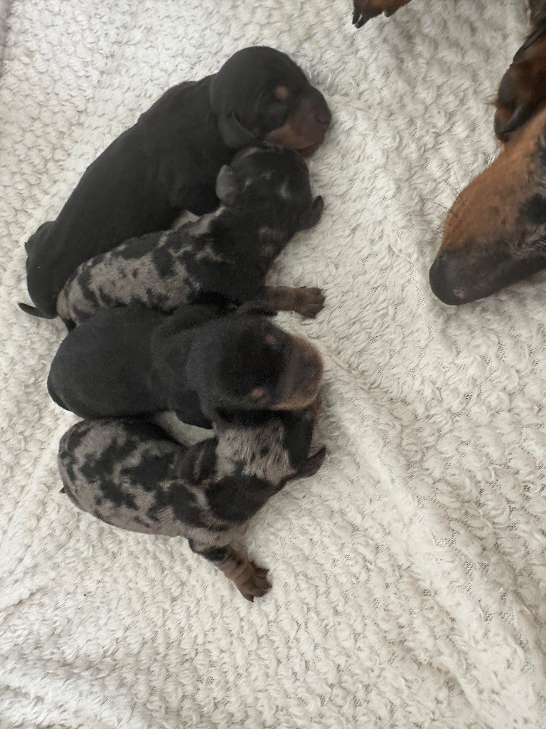 Di Casa Borgo - Chiots disponibles - Teckel poil ras