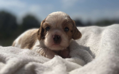 ATHENA