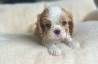 Bella