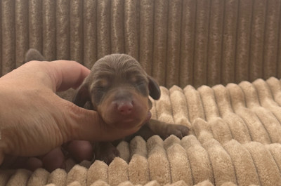 Chiot N°1