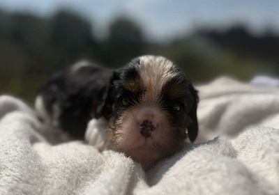 ACHILLE 