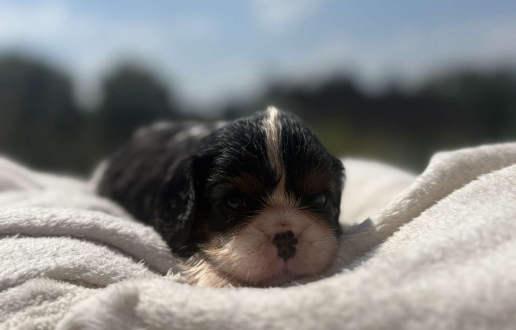 Di Casa Borgo - Chiots disponibles - Cavalier King Charles Spaniel