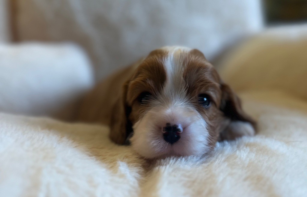 Di Casa Borgo - Chiots disponibles - Cavalier King Charles Spaniel