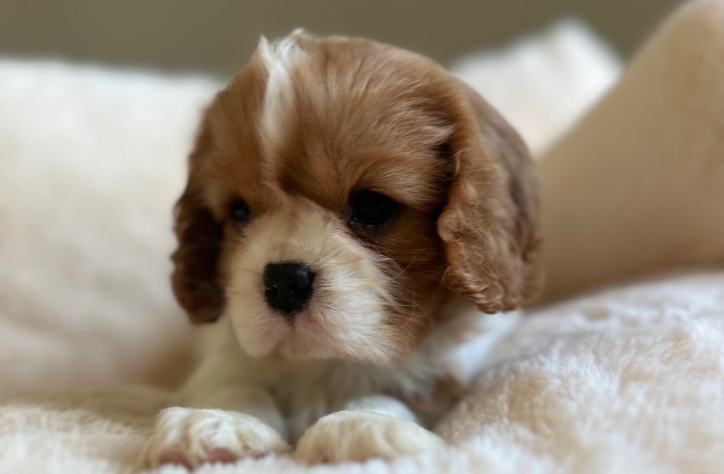 Di Casa Borgo - Chiots disponibles - Cavalier King Charles Spaniel