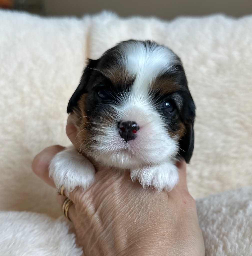 Di Casa Borgo - Chiots disponibles - Cavalier King Charles Spaniel