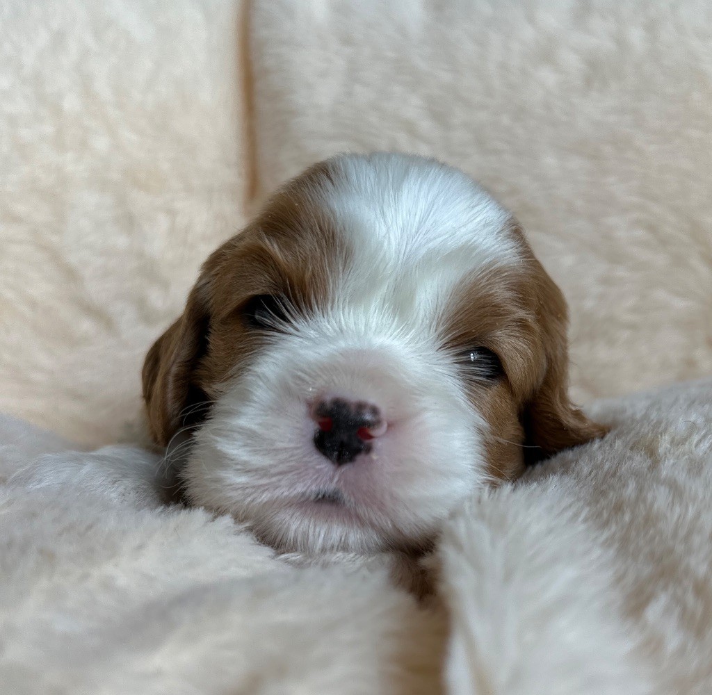 Di Casa Borgo - Chiots disponibles - Cavalier King Charles Spaniel
