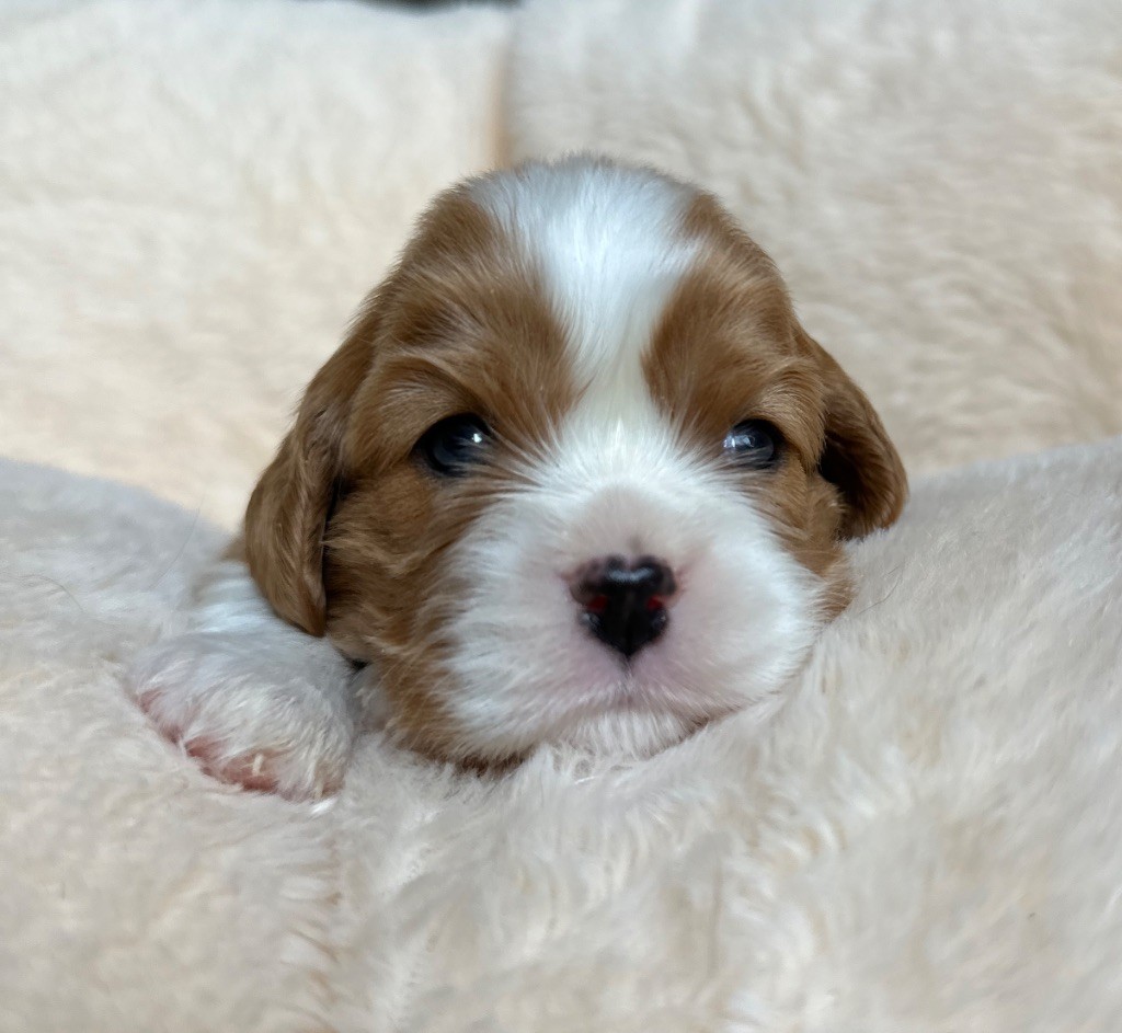 Di Casa Borgo - Chiots disponibles - Cavalier King Charles Spaniel