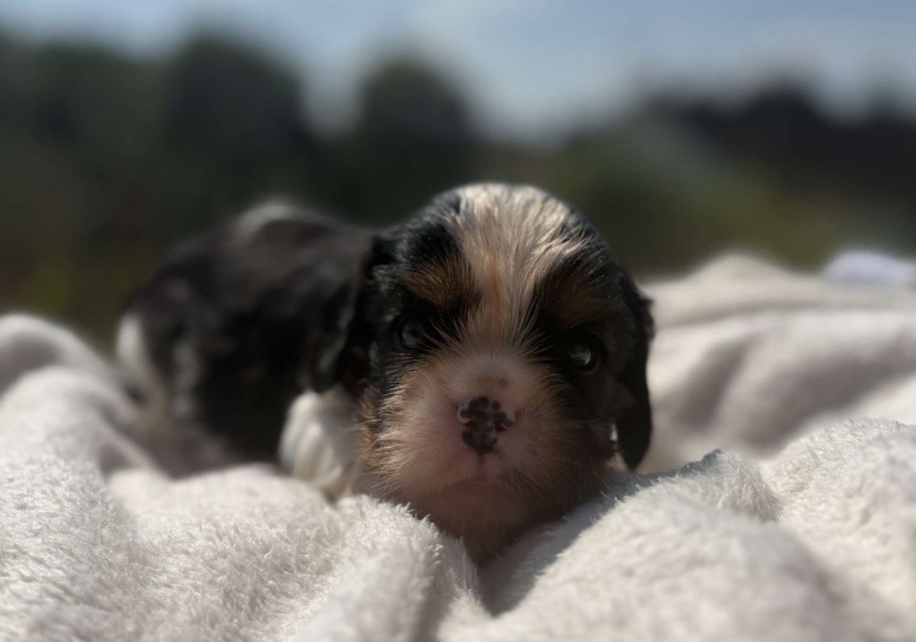 Di Casa Borgo - Chiots disponibles - Cavalier King Charles Spaniel