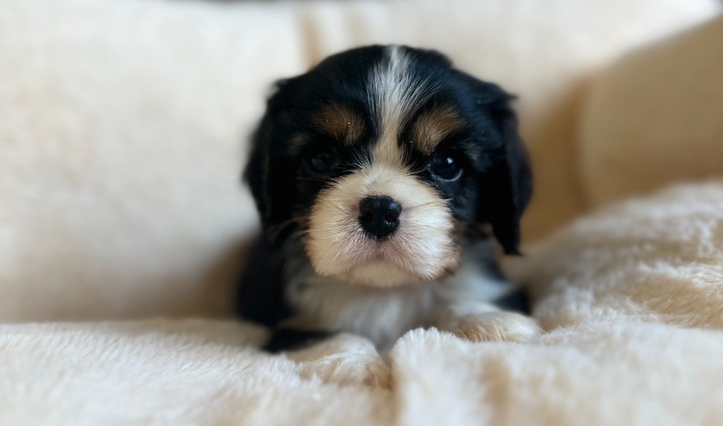 Di Casa Borgo - Chiots disponibles - Cavalier King Charles Spaniel