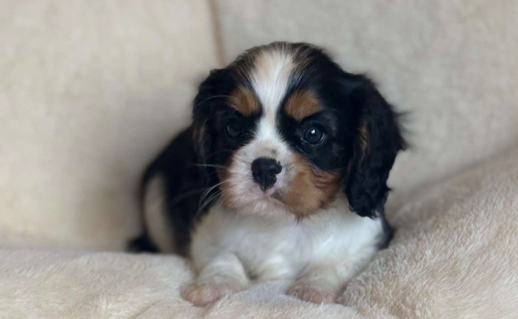 Di Casa Borgo - Chiots disponibles - Cavalier King Charles Spaniel